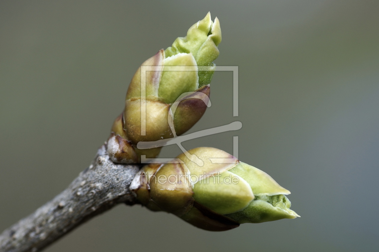 Bild-Nr.: 11476072 Knospe erstellt von Jiber