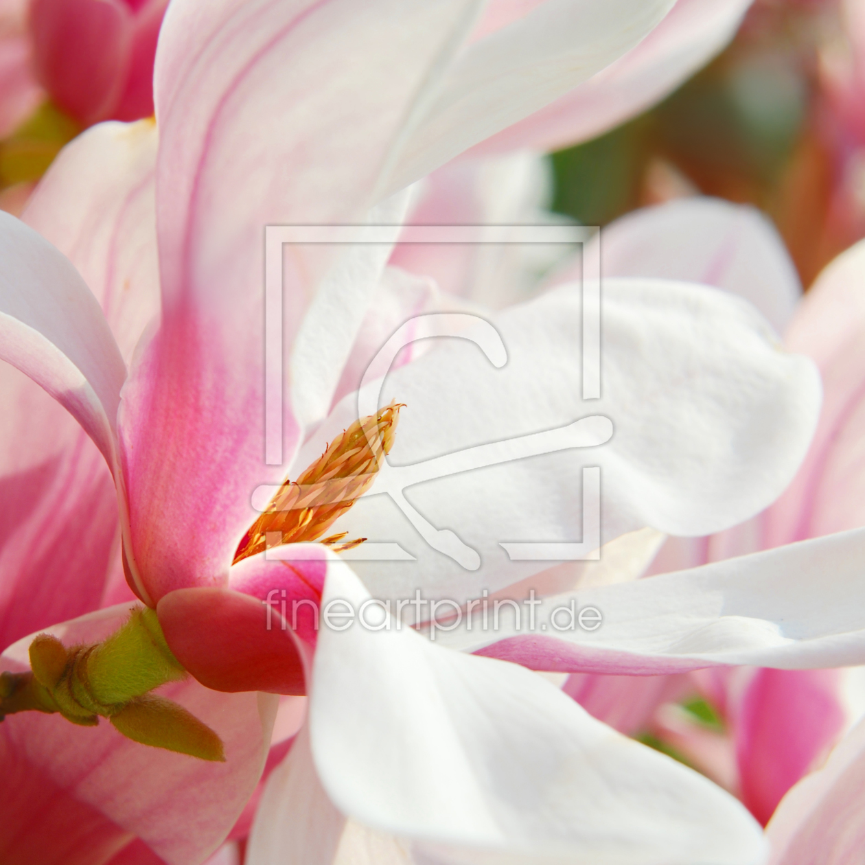 Bild-Nr.: 11476377 Magnolie erstellt von Atteloi