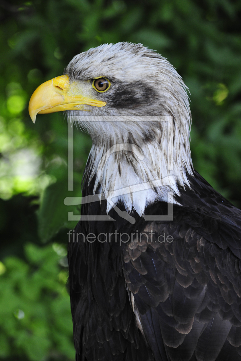 Bild-Nr.: 11476635 Adler erstellt von KundenNr-287627