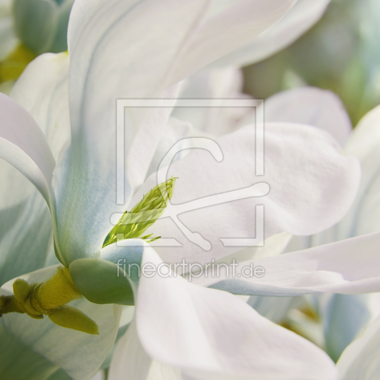 Bild-Nr.: 11476800 Magnolie Bild-Nr.: 11476800 Magnolie erstellt von Atteloi