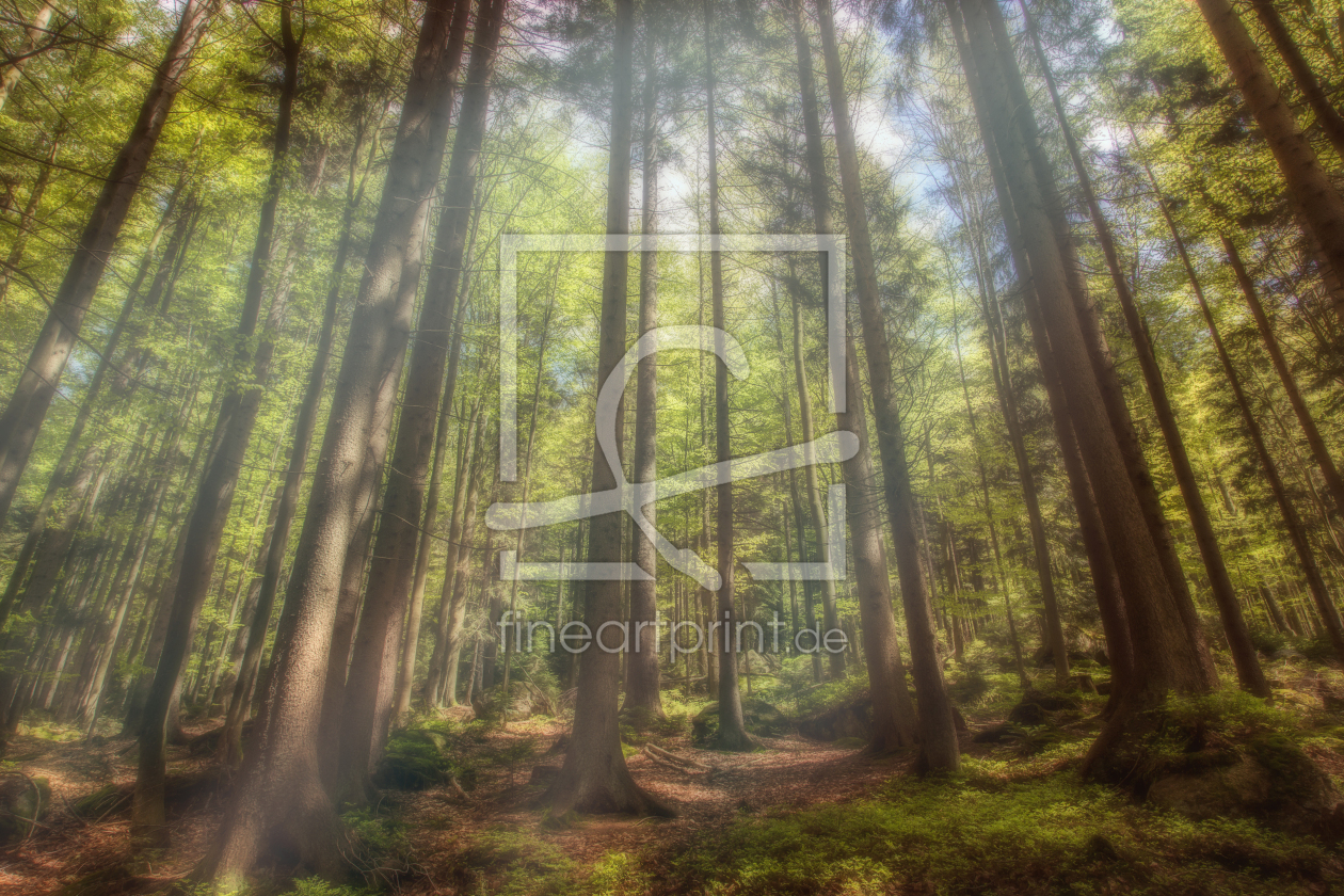 Bild-Nr.: 11476925 sonniger Wald erstellt von SandraFotodesign