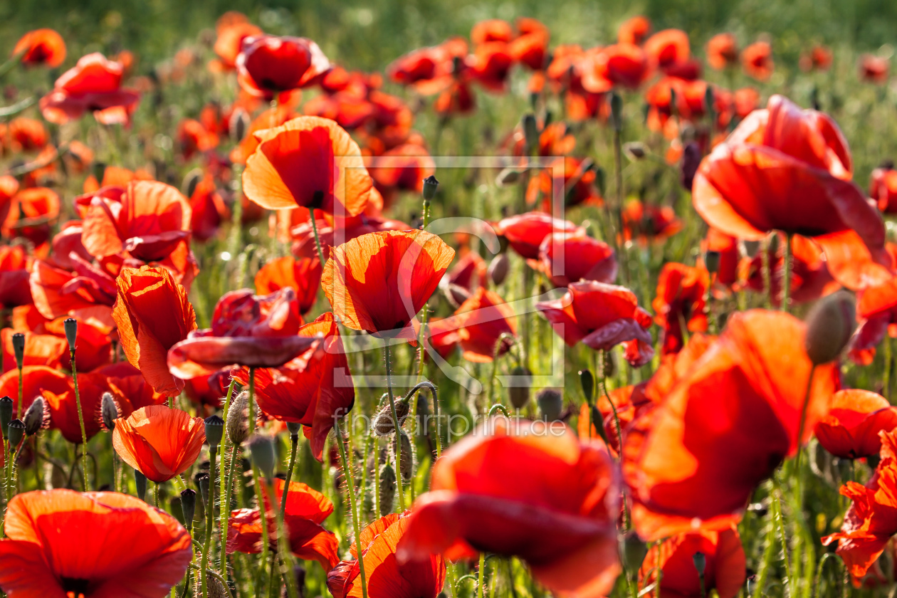 Bild-Nr.: 11476956 Mohnblumen erstellt von Rico Ködder