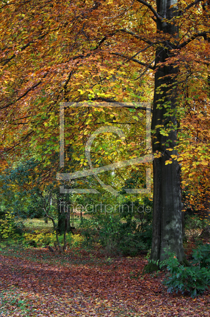 Bild-Nr.: 11476986 Herbstbäume  erstellt von Angela  Dölling