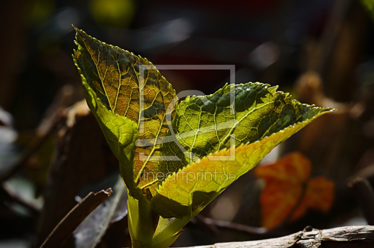 Bild-Nr.: 11477010 Hydrangea leaves erstellt von youhaveadream