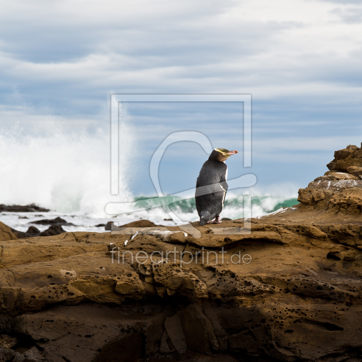 Bild-Nr.: 11477029 Pinguin, Curio Bay, Neuseeland erstellt von folca