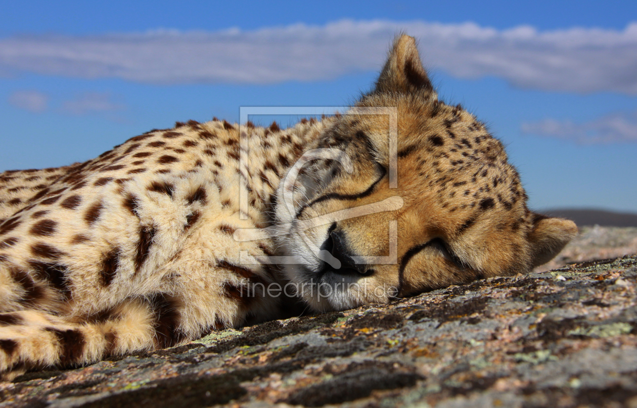 Bild-Nr.: 11477058 schlafender Gepard erstellt von Metalmaus