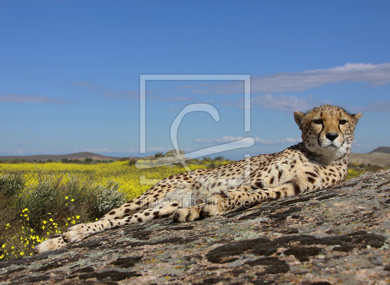 Bild-Nr.: 11477066 Gepard auf einem Felsen erstellt von Metalmaus