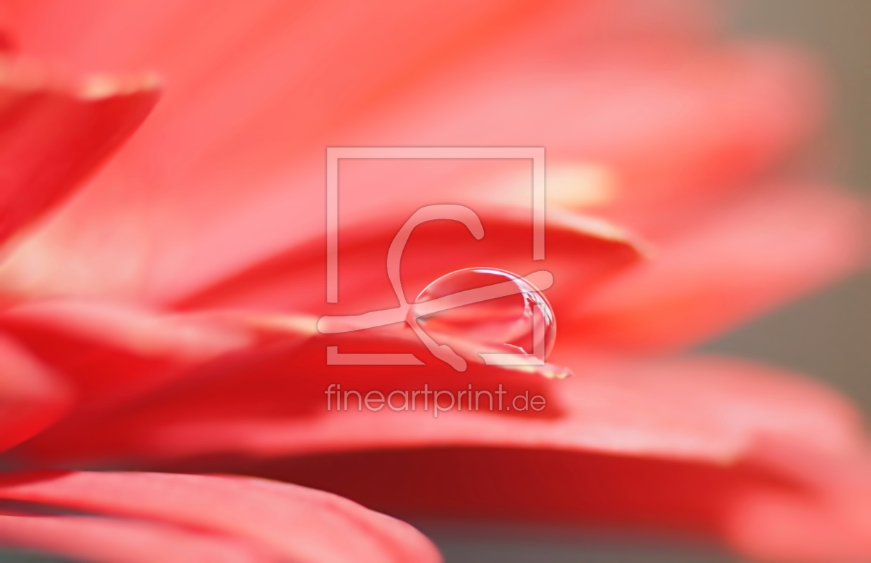 Bild-Nr.: 11477264 Petals Bild-Nr.: 11477264 Petals erstellt von youhaveadream