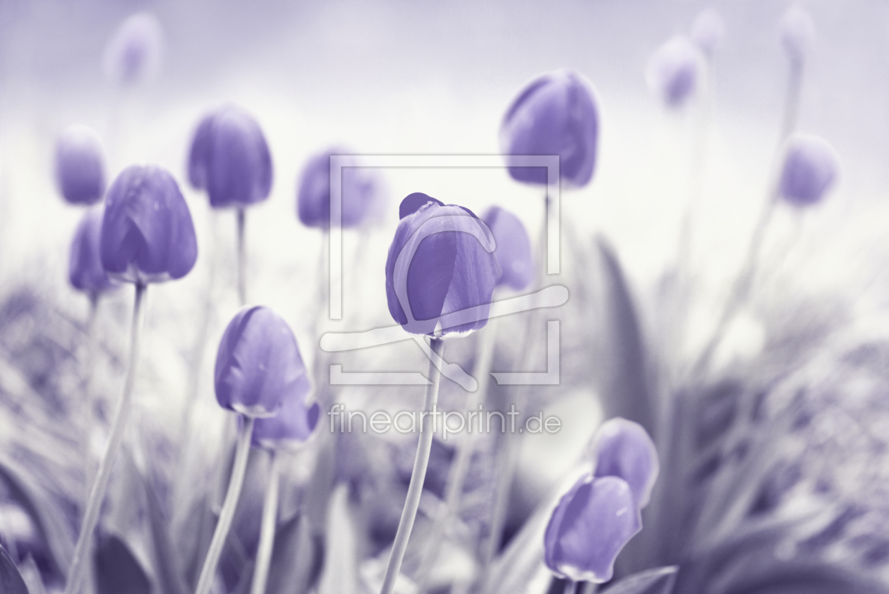 Bild-Nr.: 11477278 Tulpen Bild-Nr.: 11477278 Tulpen erstellt von Atteloi