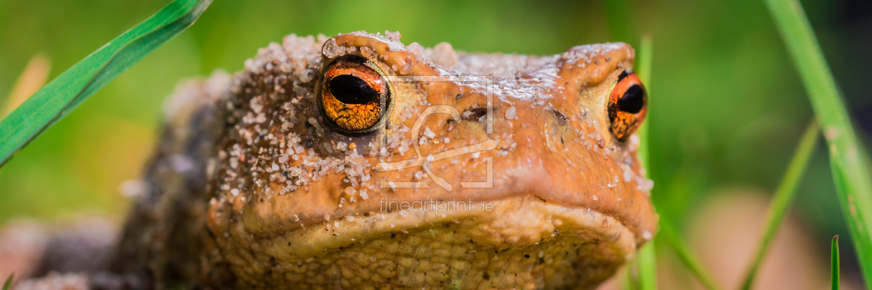 Bild-Nr.: 11477461 Bufo bufo - Erdkröte erstellt von Richard-Young