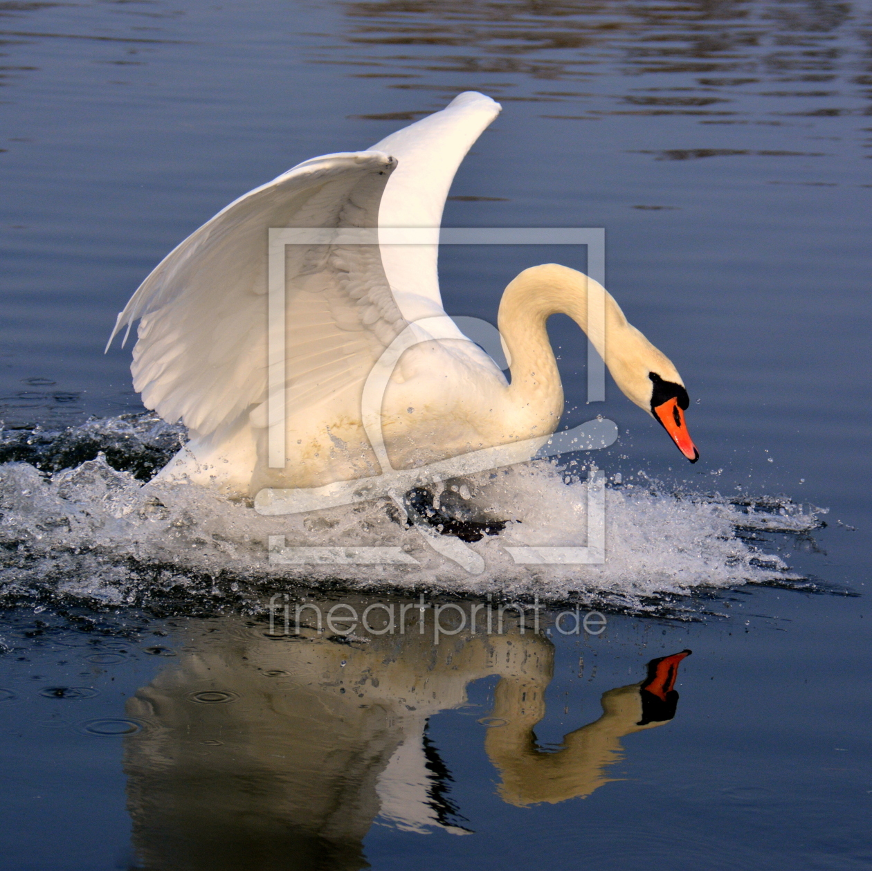 Bild-Nr.: 11477871 swan-power erstellt von GUGIGEI