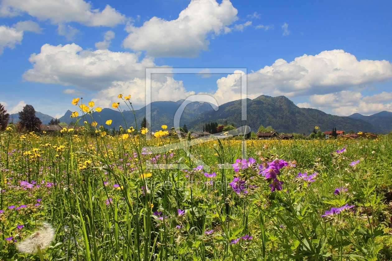 Bild-Nr.: 11479079 Blumenwiese im Voralpenland erstellt von SusaZoom