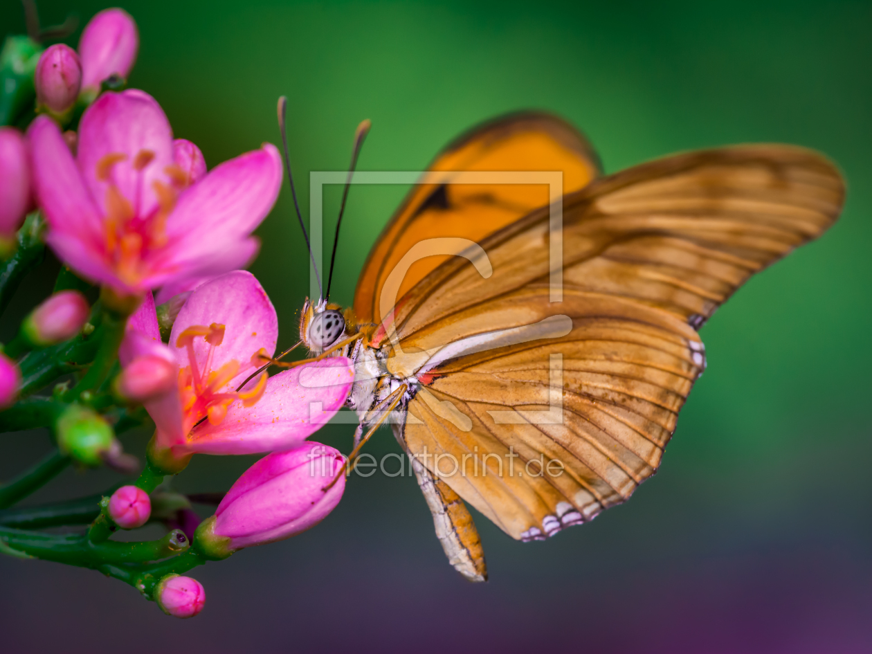 Bild-Nr.: 11479110 butterfly erstellt von Richard-Young