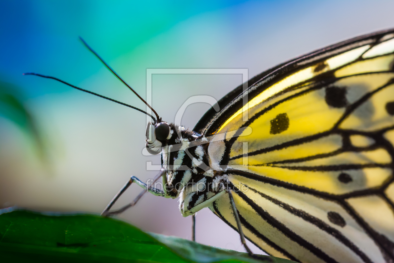 Bild-Nr.: 11479358 butterfly erstellt von Richard-Young