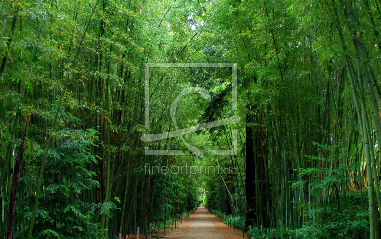 Bild-Nr.: 11479368 .. im Bambuswald .. erstellt von GUGIGEI