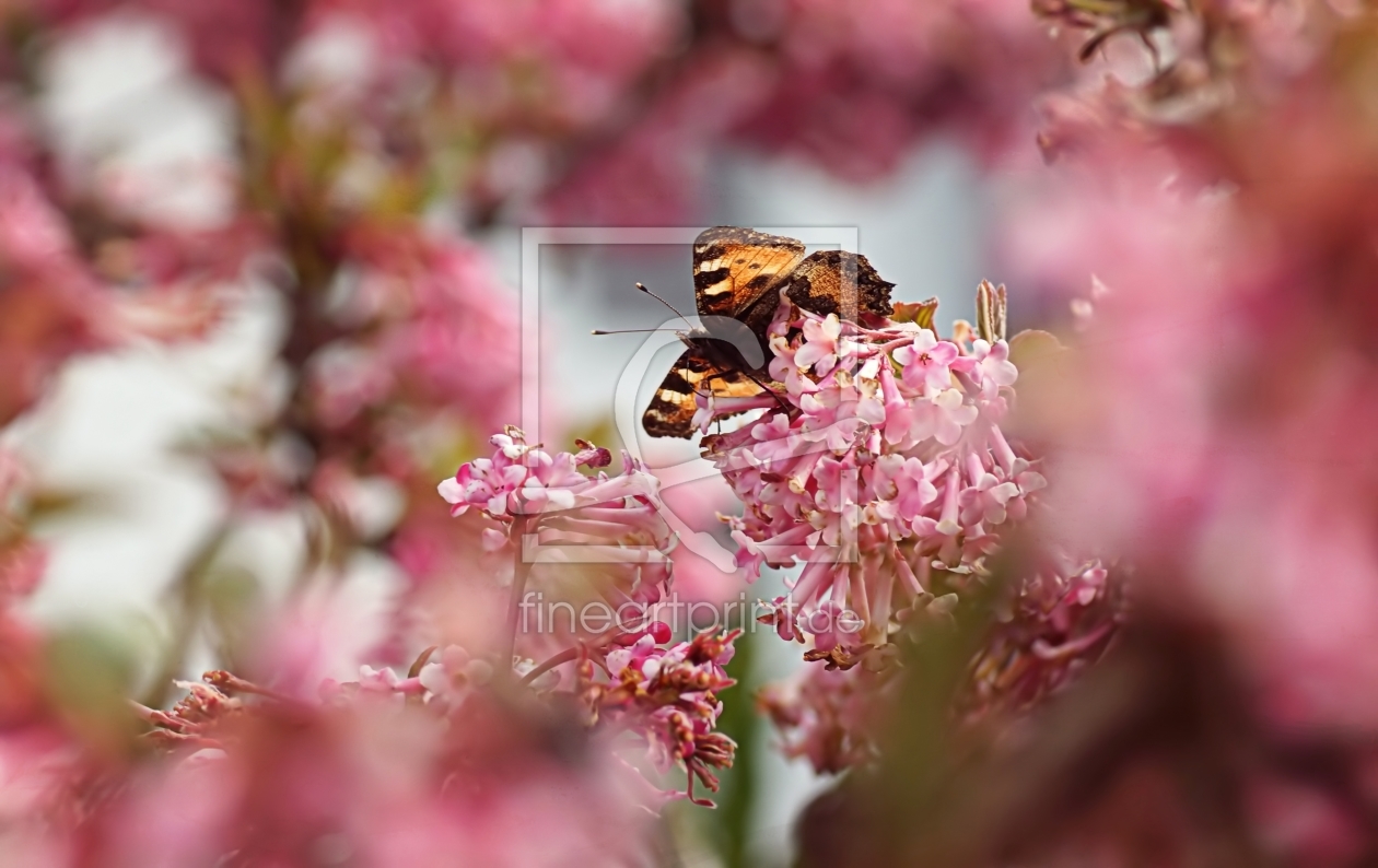 Bild-Nr.: 11479372 Kleiner Frühlings-Fuchs erstellt von youhaveadream