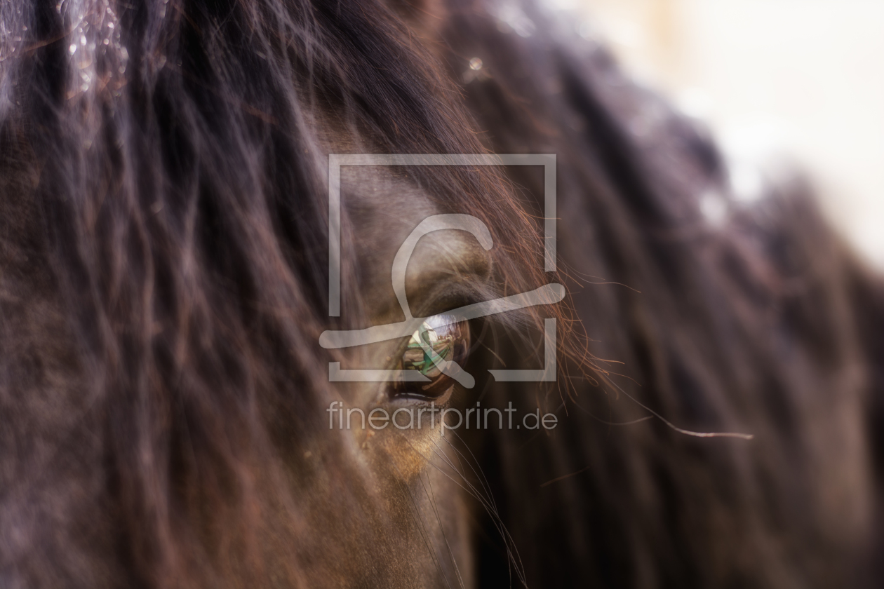 Bild-Nr.: 11479605 Blick in die Freiheit Portrait eines Pferdes erstellt von schnauzenbautzer