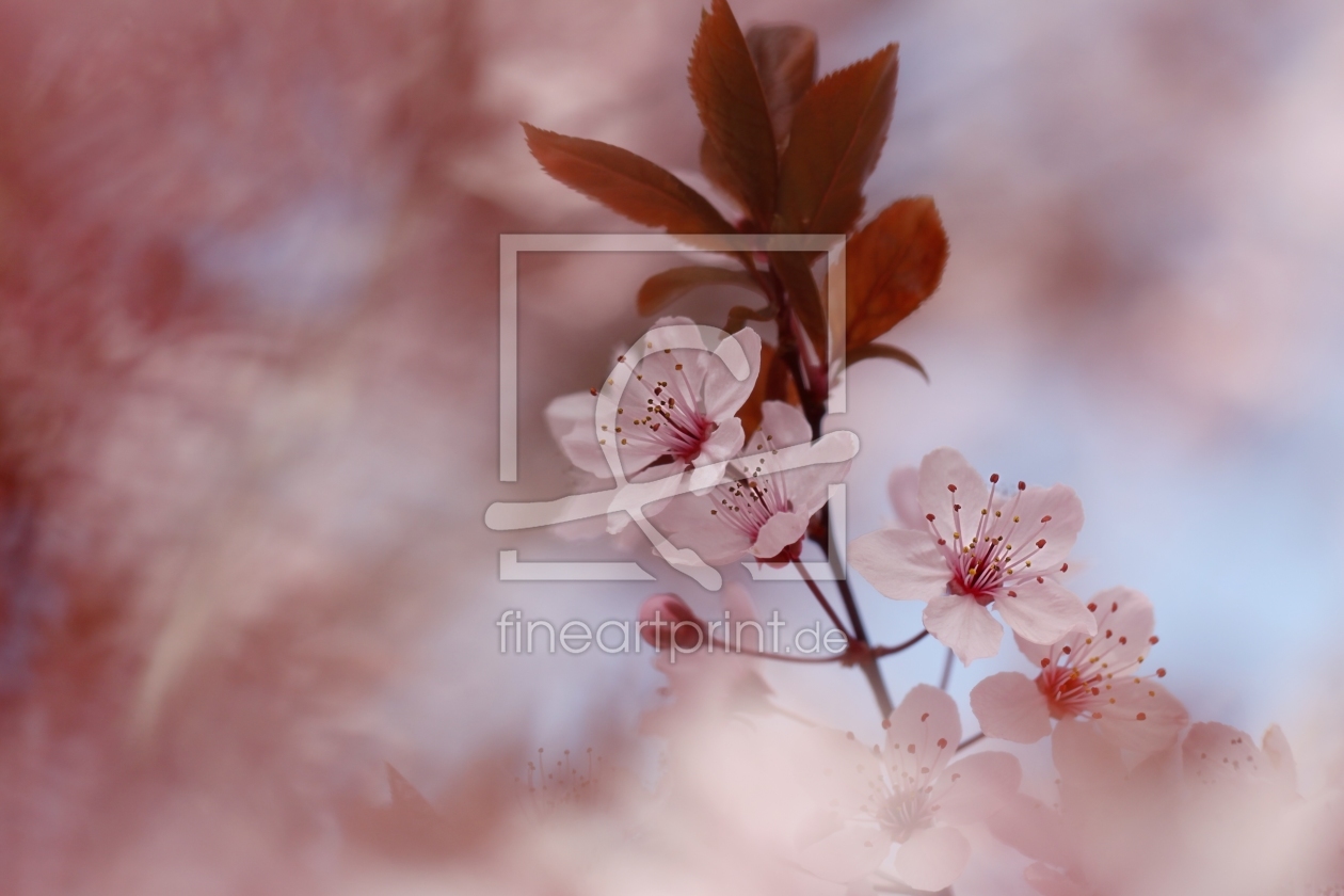 Bild-Nr.: 11479668 Zierpflaumenbaum, Kirschpflaume, Prunus cerasifera erstellt von Renate Knapp