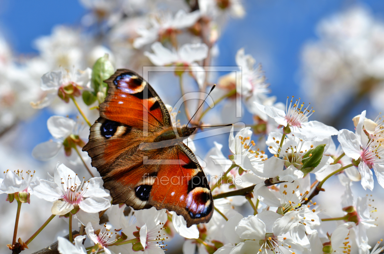 Bild-Nr.: 11479741 Frühling erstellt von Atteloi