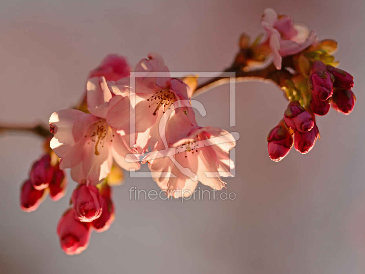 Bild-Nr.: 11479757 Blütenzweig der Zierkirsche erstellt von Ostfriese