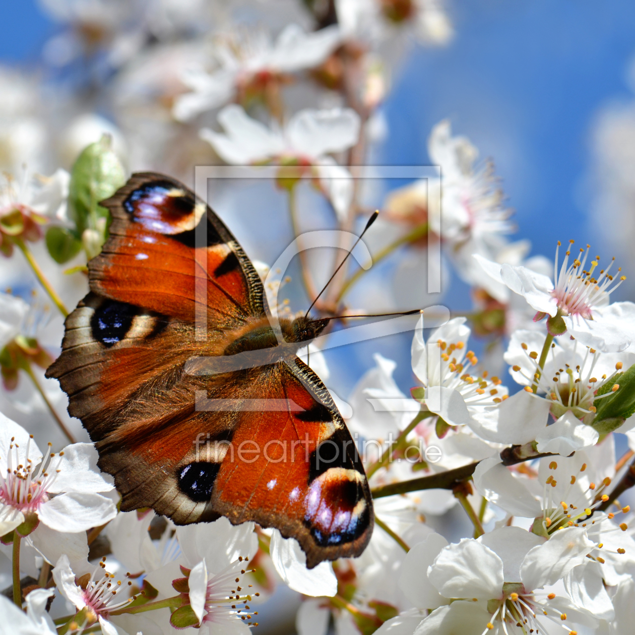 Bild-Nr.: 11479842 Frühling erstellt von Atteloi