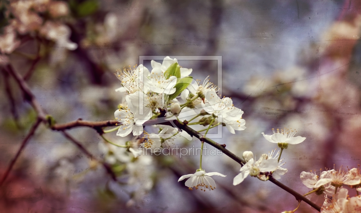 Bild-Nr.: 11479856 Blütenzweige erstellt von youhaveadream