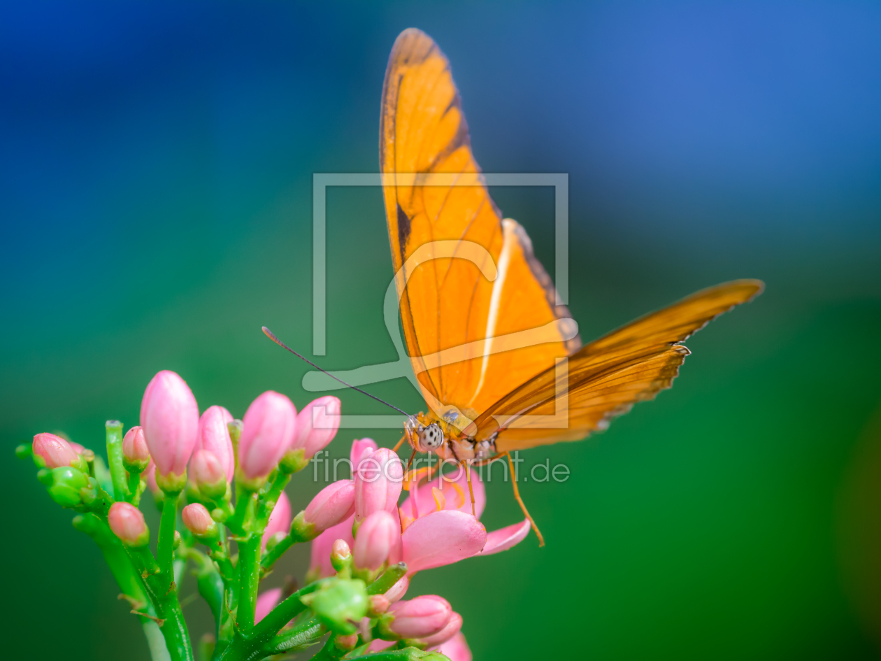 Bild-Nr.: 11479950 butterfly erstellt von Richard-Young