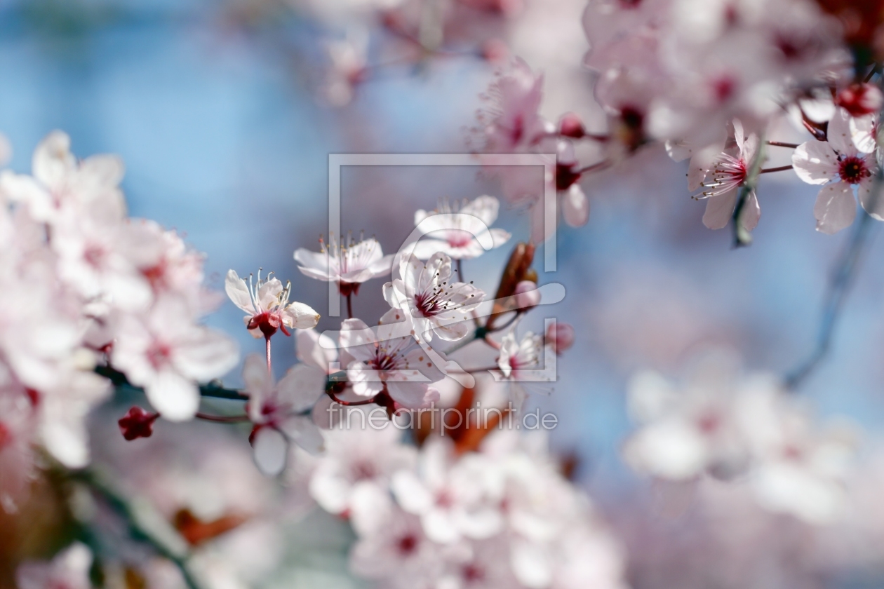 Bild-Nr.: 11479959 Zierpflaumenbaum im Frühling erstellt von Renate Knapp