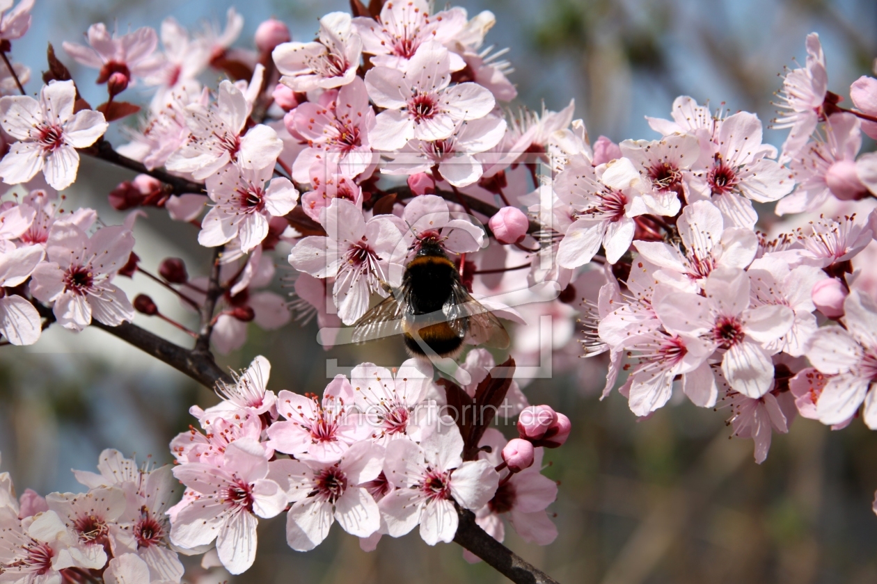 Bild-Nr.: 11479963 Zierkirschbaum im Frühling erstellt von Renate Knapp