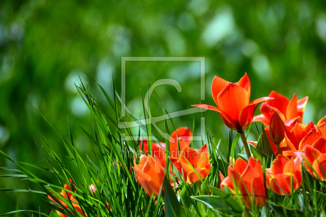 Bild-Nr.: 11480084 Tulpen im Gras erstellt von GUGIGEI