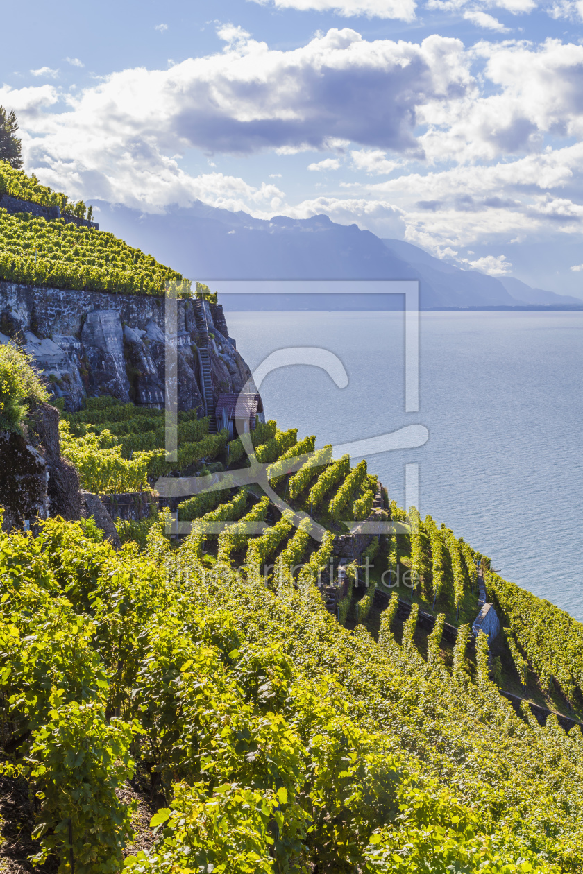 Bild-Nr.: 11480138 LAVAUX, GENFER SEE erstellt von dieterich