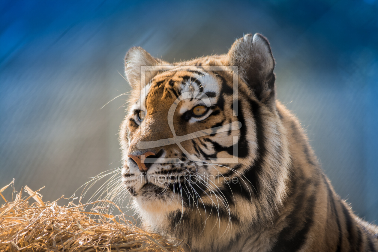 Bild-Nr.: 11480280 Panthera tigris altaica erstellt von Richard-Young
