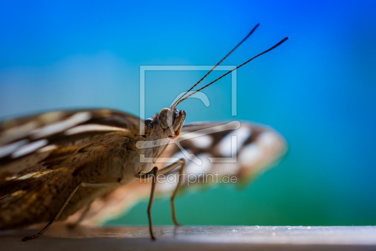 Bild-Nr.: 11480408 butterfly erstellt von Richard-Young