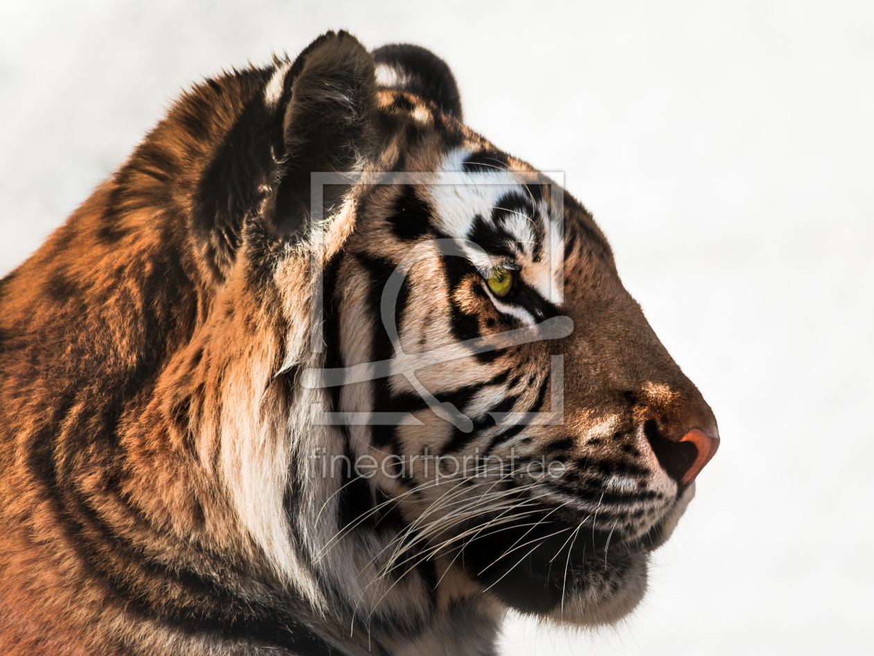 Bild-Nr.: 11480538 Panthera tigris altaica erstellt von Richard-Young