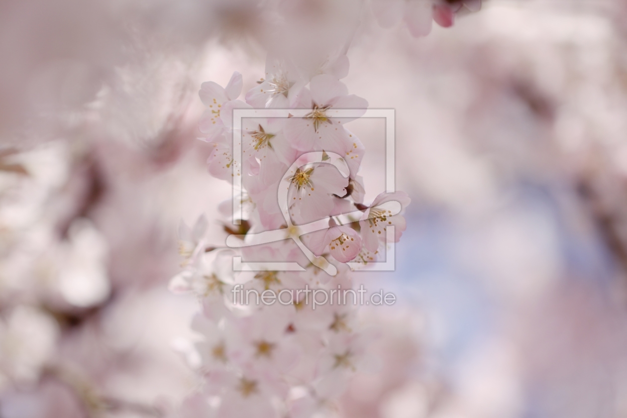 Bild-Nr.: 11480567 Japanische Blütenkirsche Prunus serrulata erstellt von Renate Knapp