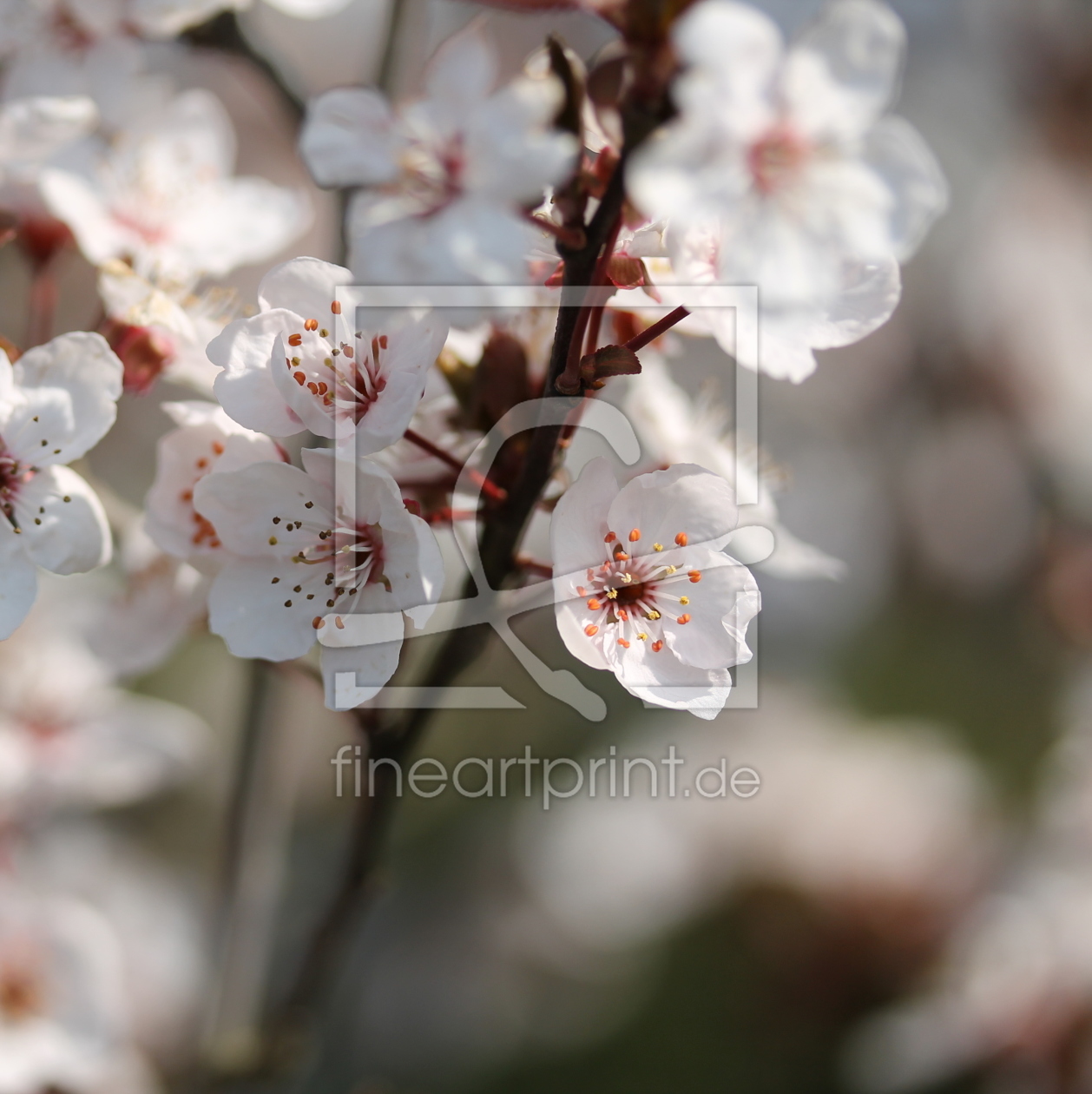 Bild-Nr.: 11480779 Frühling erstellt von margoscha08