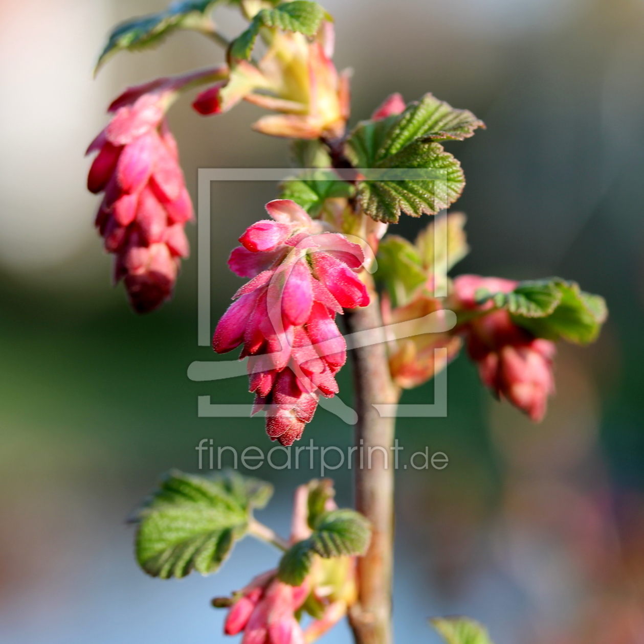 Bild-Nr.: 11480781 Frühling erstellt von margoscha08