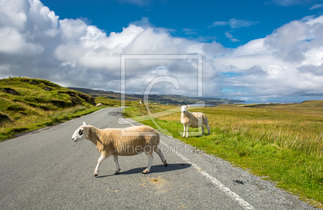 Bild-Nr.: 11480974 Schafe auf Straße in Schottland erstellt von grafxart