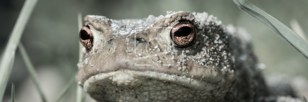 Bild-Nr.: 11480976 Bufo bufo - Erdkröte erstellt von Richard-Young