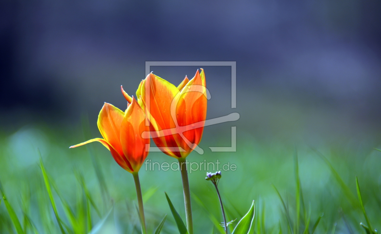 Bild-Nr.: 11480983 Tulpen-Duo erstellt von GUGIGEI