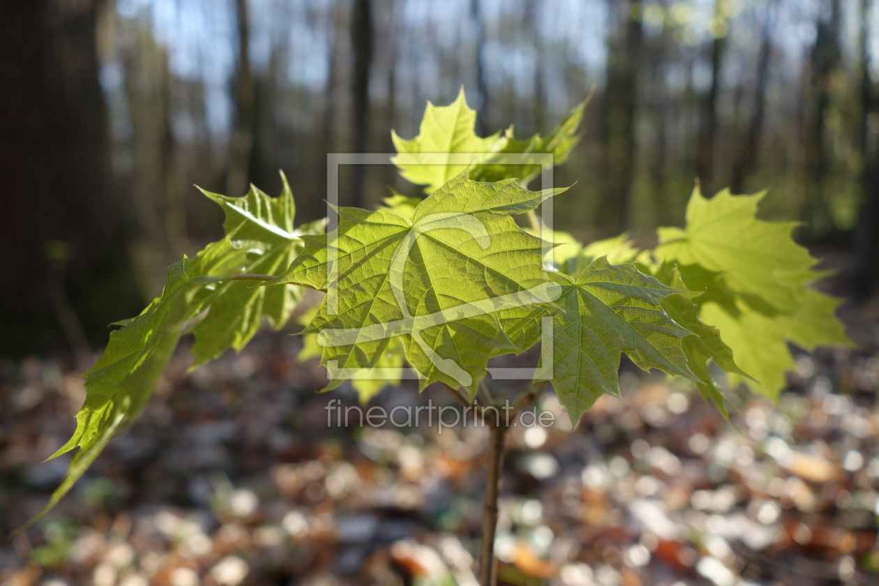 Bild-Nr.: 11481193 Frühling im Wald erstellt von LiaF