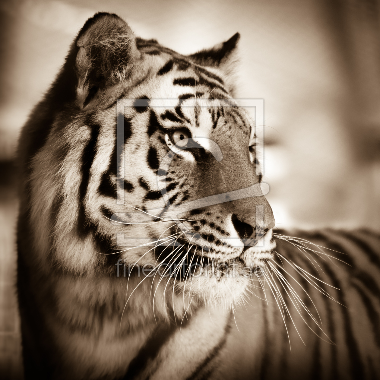 Bild-Nr.: 11481242 Panthera tigris altaica erstellt von Richard-Young