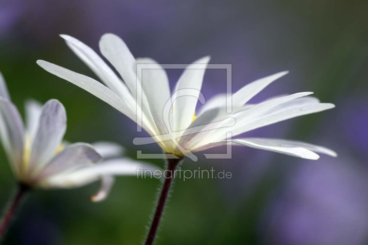 Bild-Nr.: 11481837 Stern-Anemone Anemone hortensis erstellt von Renate Knapp