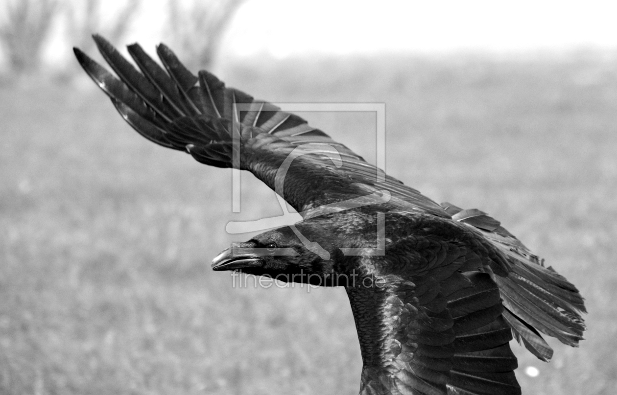 Bild-Nr.: 11481920 .. kommt ein Vogel geflogen .. erstellt von GUGIGEI