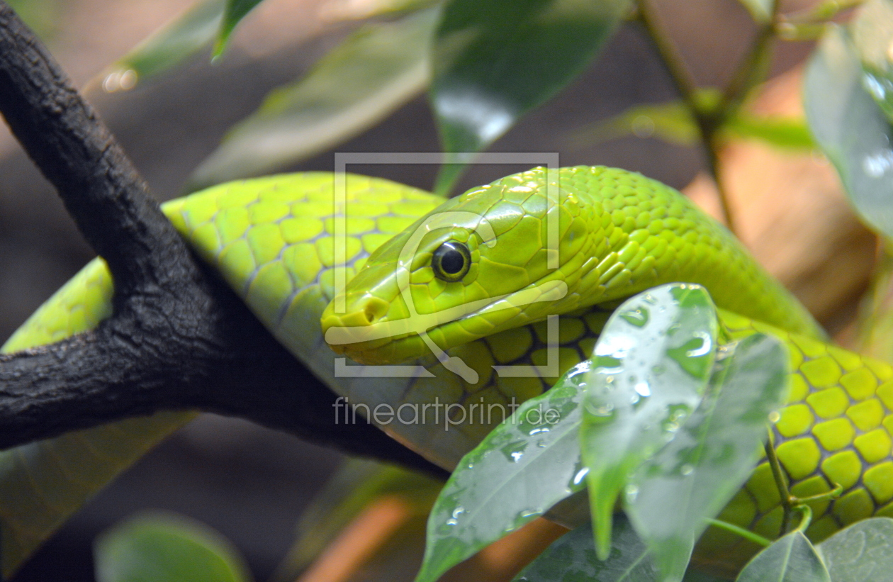 Bild-Nr.: 11481932 GRÜNE MAMBA erstellt von GUGIGEI