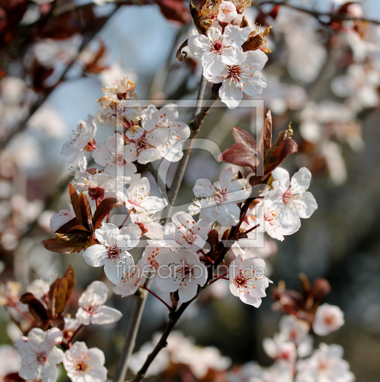 Bild-Nr.: 11482092 Frühling erstellt von margoscha08