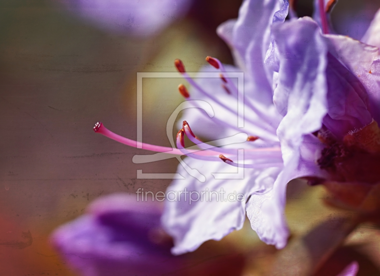 Bild-Nr.: 11482098 Lilac blossom erstellt von youhaveadream