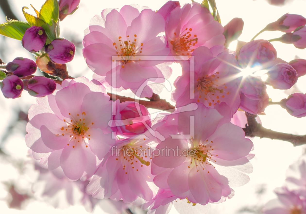 Bild-Nr.: 11482477 Sakura Spring erstellt von Steffen Gierok