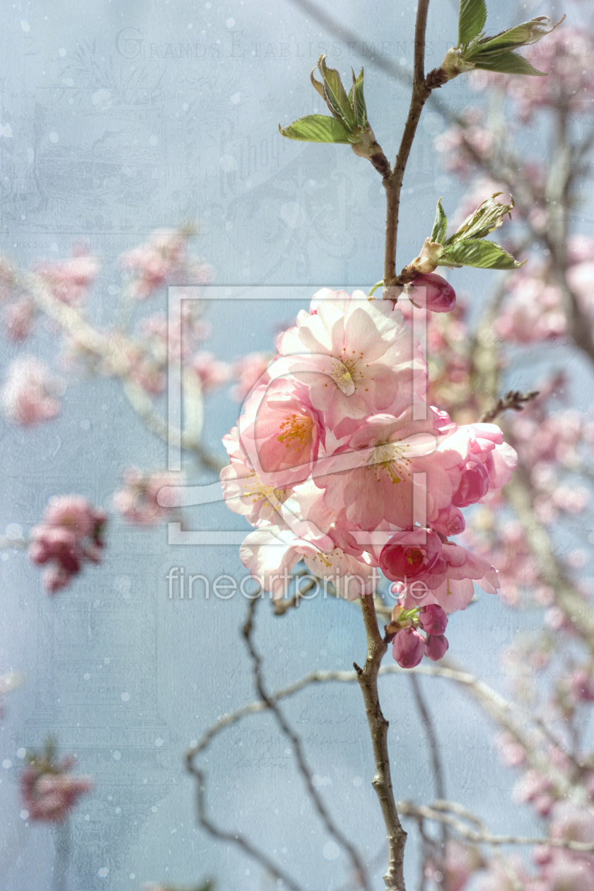 Bild-Nr.: 11482481 Sakura Spring erstellt von Steffen Gierok