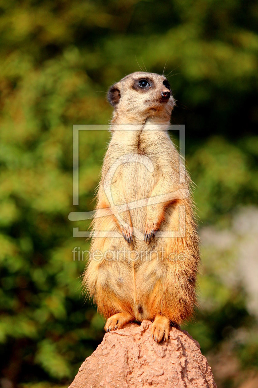 Bild-Nr.: 11482543 Erdmännchen erstellt von Heike Hultsch